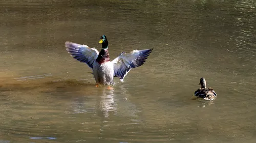 This landscape photograph captures two ducks, which are birds and animals, in a body of water during the early afternoon in the spring season. The main subject, a duck, is seen flapping its wings while standing upright in the water, displaying its plumage with spread wings. Another duck is visible swimming nearby. The water surface reflects the movement and light, emphasizing the presence of ducks, which are common animals and birds in freshwater habitats. The scene is set in a natural environment, typical for springtime when birds and animals such as ducks are active.